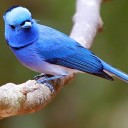 นกน้อยโบยบิน