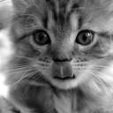 สมาชิกหมายเลข 795543