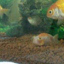 สมาชิกหมายเลข 3180857