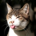 สมาชิกหมายเลข 860692