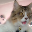 สมาชิกหมายเลข 1975522