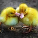 ไม่เข้าใจทำไมเกิดมาขาใหญ่