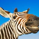 พุงพะโล้