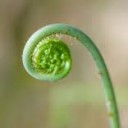 BabyFern