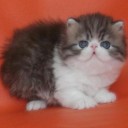 ยามาภูมิ