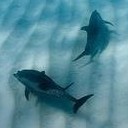 สมาชิกหมายเลข 798293