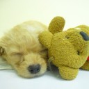 สมาชิกหมายเลข 1480031