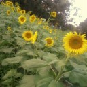 สมาชิกหมายเลข 2376425