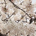 สมาชิกหมายเลข 1614590