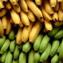 แบมแบมหมาทอม