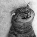 สมาชิกหมายเลข 751932