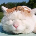 สมาชิกหมายเลข 799379