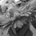 สมาชิกหมายเลข 2431639