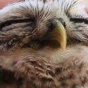 อ๊บอ๊บฮูก