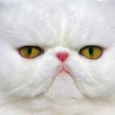 สมาชิกหมายเลข 1134339