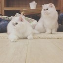 ซาลาแปว