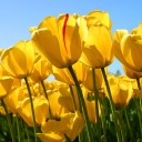 สมาชิกหมายเลข 1568638