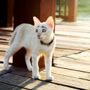 นี่ห่านไง