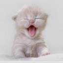 สมาชิกหมายเลข 1616843