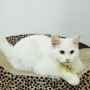 สมาชิกหมายเลข 2708234