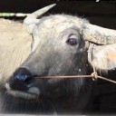 สมาชิกหมายเลข 2044595