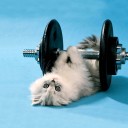 สมาชิกหมายเลข 1563339