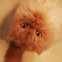 สมาชิกหมายเลข 2834013