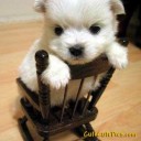 สมาชิกหมายเลข 784315