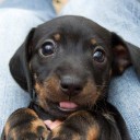 สมาชิกหมายเลข 1531479