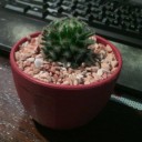 สมาชิกหมายเลข 2115374