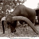 สมาชิกหมายเลข 1621298