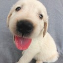 สมาชิกหมายเลข 2436534