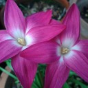 สมาชิกหมายเลข 2836265