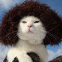 แมวอ้วนหลังหมี