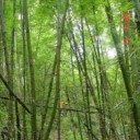 ใบไผ่ปลิวลม