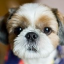 เจ้าโอเล่