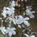 เดียวดายริมโขง