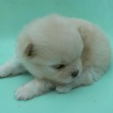 สมาชิกหมายเลข 805279