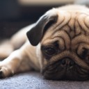 สมาชิกหมายเลข 1203294