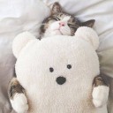 สมาชิกหมายเลข 2835385