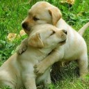 สมาชิกหมายเลข 2642240