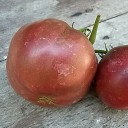 มะเขือเทศฝรั่งเศส