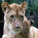 สมาชิกหมายเลข 2437511