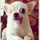 สมาชิกหมายเลข 2437655