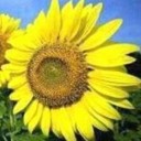 สมาชิกหมายเลข 3270692