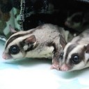 สมาชิกหมายเลข 2725475