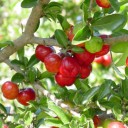 สมาชิกหมายเลข 1204541