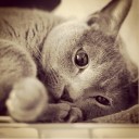 สมาชิกหมายเลข 847871