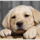 สมาชิกหมายเลข 2438477