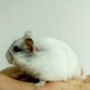 สมาชิกหมายเลข 957451